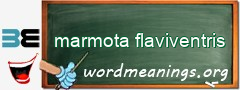 WordMeaning blackboard for marmota flaviventris